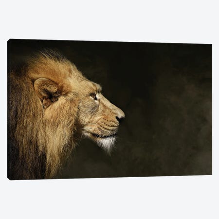 The Lion Face Profile Canvas Print #AVU116} by Adrian Vieriu Canvas Art