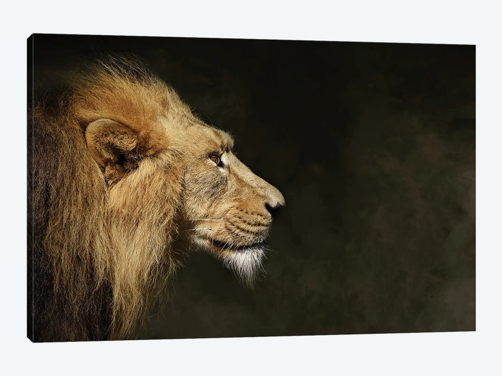 The Lion Face Profile by Adrian Vieriu 1-piece Art Print