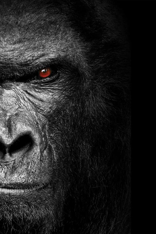 Gorilla Head Isolated To Black Background