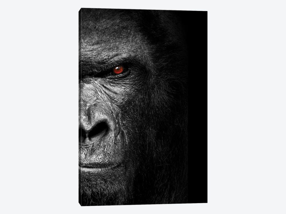 Gorilla Head Isolated To Black Background by Adrian Vieriu 1-piece Canvas Print