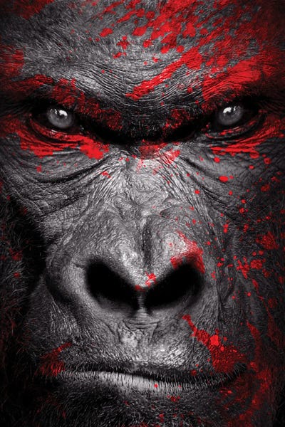 Gorilla Warrior Head Isolated To Black Background by Adrian Vieriu framed wall art