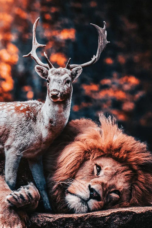 The Lion Is The Friend Of The Deer