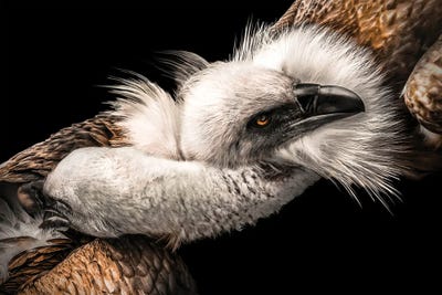 Love Between Eagles by Adrian Vieriu framed wall art