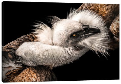 Love Between Eagles Canvas Art Print - Adrian Vieriu