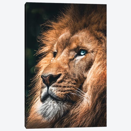 Lion Face, Head Animal Canvas Print #AVU147} by Adrian Vieriu Canvas Print