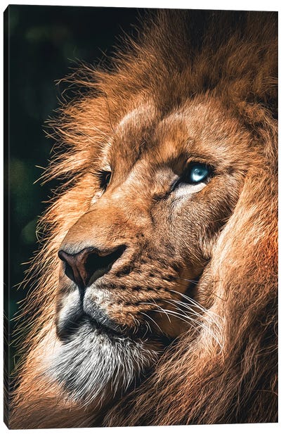 Lion Face, Head Animal Canvas Art Print - Adrian Vieriu