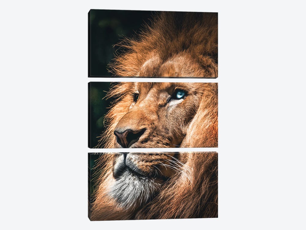 Lion Face, Head Animal by Adrian Vieriu 3-piece Art Print