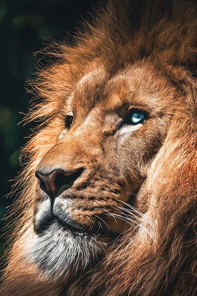 Lions: Lion Face, Head Animal by Adrian Vieriu