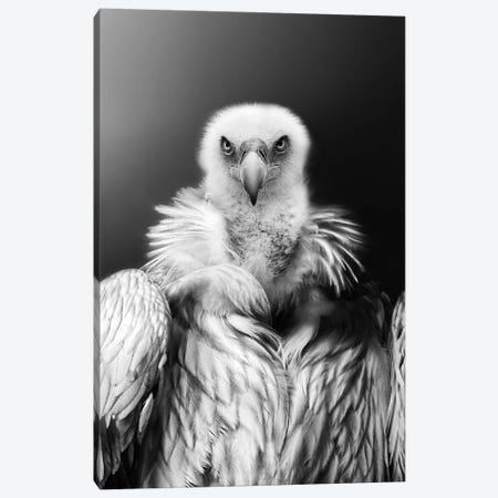 Eagle King Canvas Print #AVU152} by Adrian Vieriu Art Print