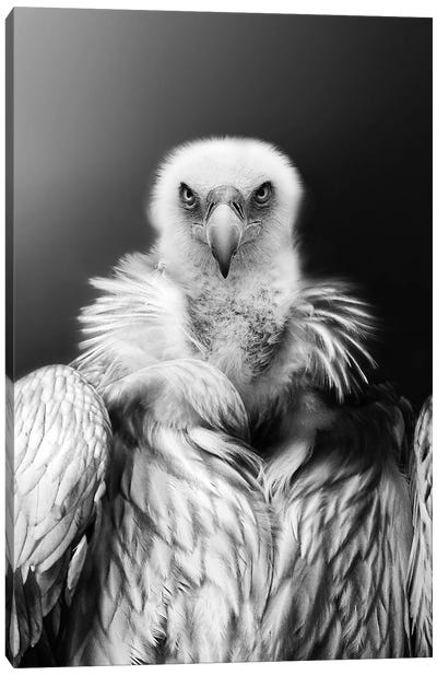 Eagle King Canvas Art Print - Adrian Vieriu