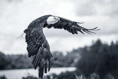 Flying Eagle by Adrian Vieriu framed wall art