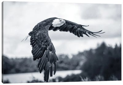 Flying Eagle Canvas Art Print - Eagle Art
