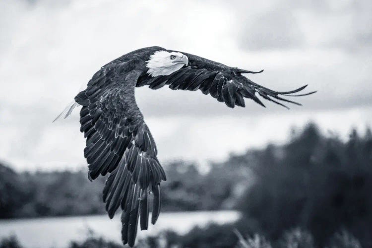 Flying Eagle by Adrian Vieriu wall art
