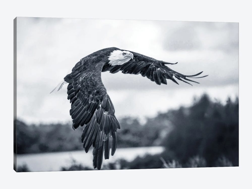 Flying Eagle by Adrian Vieriu 1-piece Canvas Print