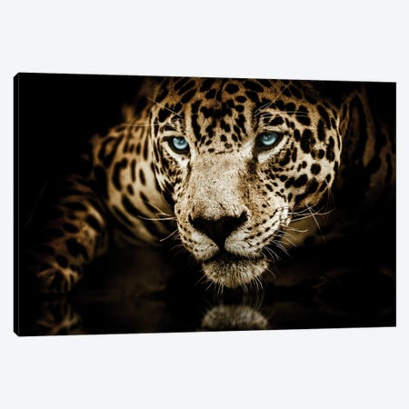 Jaguar Face Canvas Print #AVU159} by Adrian Vieriu Canvas Print