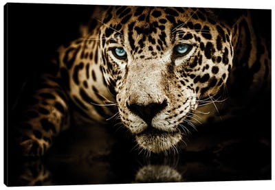Jaguar Face Canvas Art Print - Leopard Art