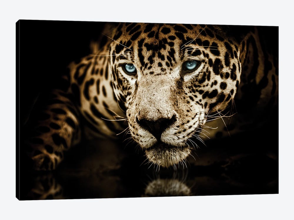 Jaguar Face by Adrian Vieriu 1-piece Canvas Artwork