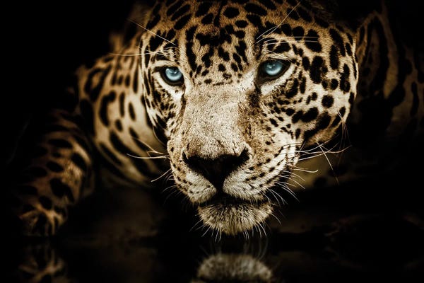 Leopards: Jaguar Face by Adrian Vieriu