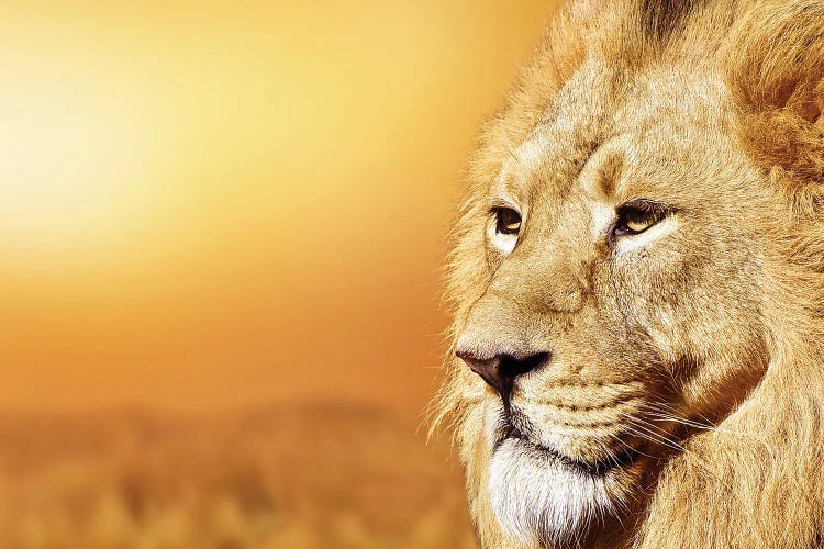 African Male Lion Portrait