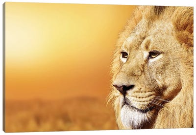 African Male Lion Portrait Canvas Art Print - Adrian Vieriu