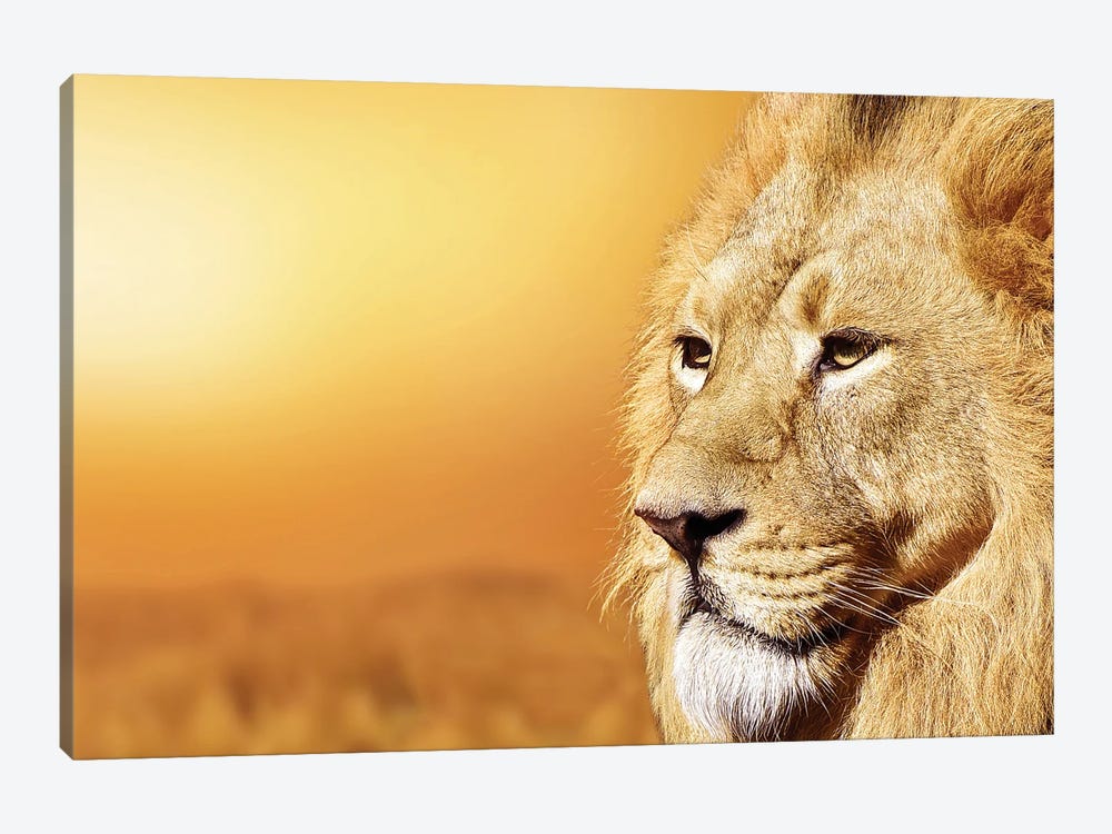 African Male Lion Portrait by Adrian Vieriu 1-piece Art Print