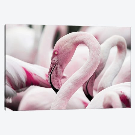 Flamingoes Canvas Print #AVU166} by Adrian Vieriu Canvas Print