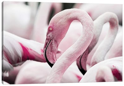 Flamingoes Canvas Art Print - Adrian Vieriu