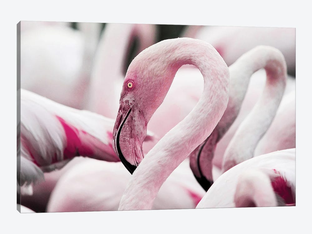 Flamingoes by Adrian Vieriu 1-piece Canvas Art