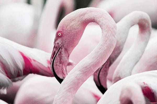 Flamingos: Flamingoes by Adrian Vieriu