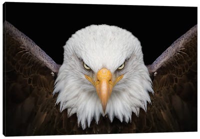 The Eagle King Bird Canvas Art Print - Adrian Vieriu