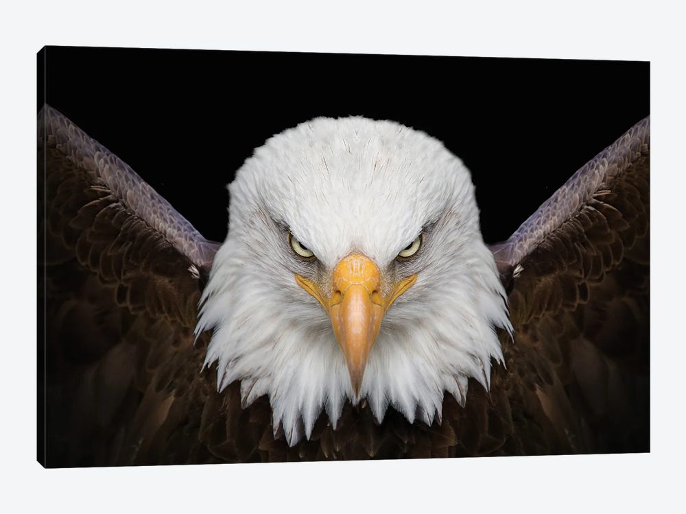 The Eagle King Bird 1-piece Canvas Art Print