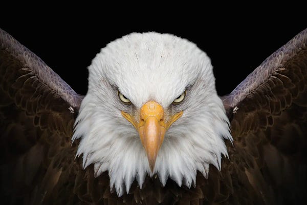 Man Cave: The Eagle King Bird by Adrian Vieriu