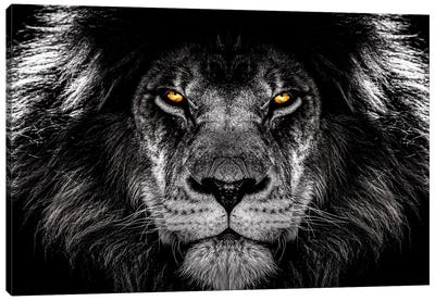 Fiery Stare Lion Canvas Art Print - Adrian Vieriu