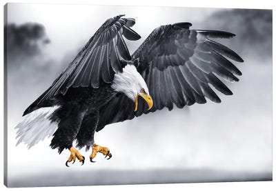 Eagle On The Hunt Canvas Art Print - Action Shot Photography
