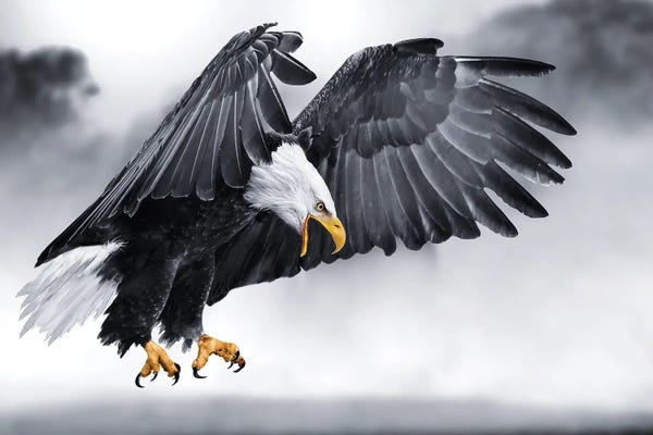 Action Shots: Eagle On The Hunt by Adrian Vieriu