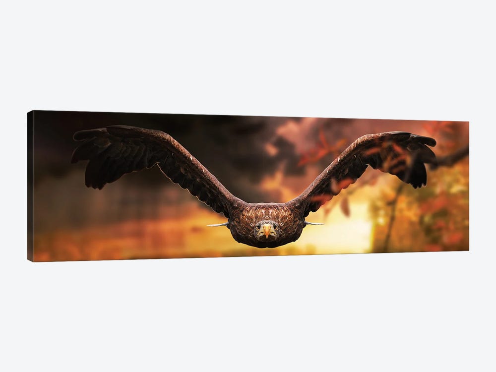 The Eagle In Flight At Sunset Canvas Art by Adrian Vieriu | iCanvas