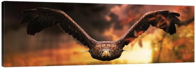 The Eagle In Flight At Sunset Canvas Art Print - Eagle Art