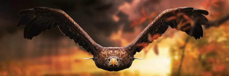 The Eagle In Flight At Sunset by Adrian Vieriu wall art