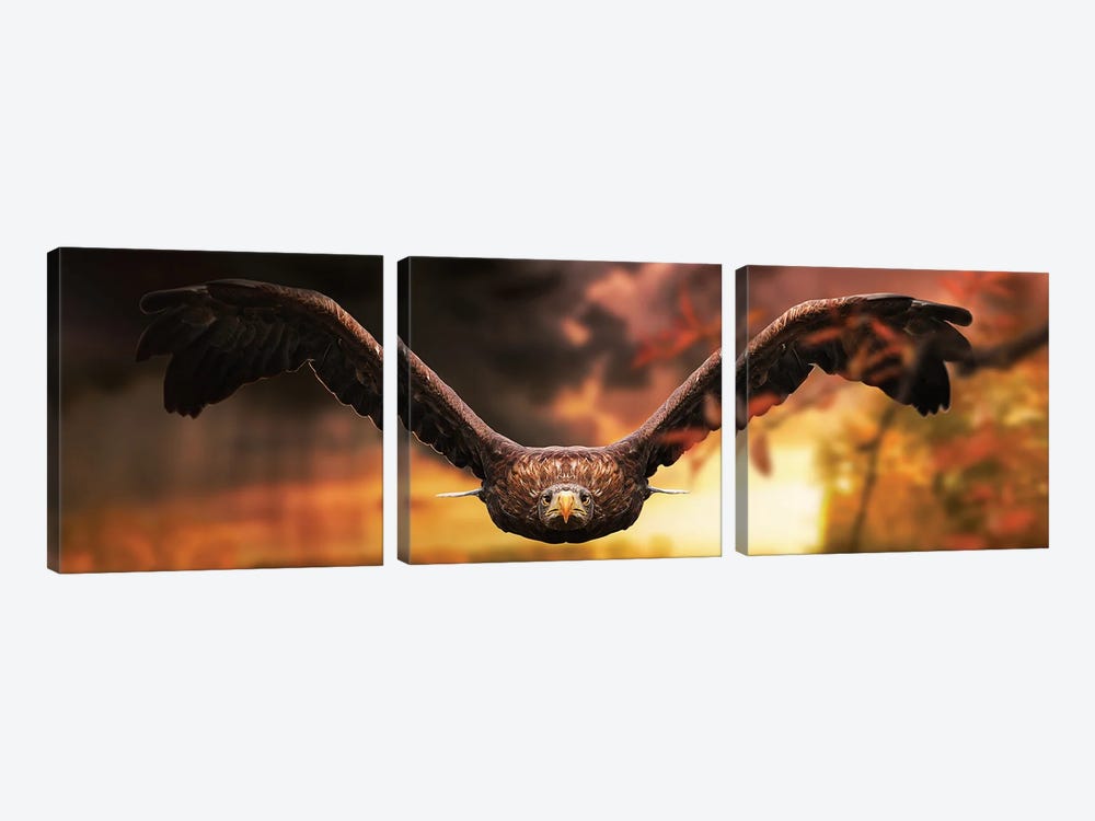 The Eagle In Flight At Sunset by Adrian Vieriu 3-piece Art Print