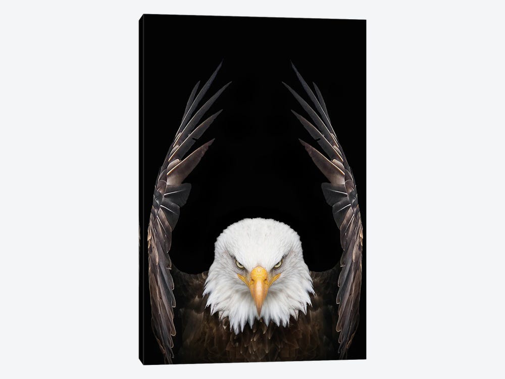 Eagle King Bird by Adrian Vieriu 1-piece Canvas Wall Art