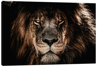 Lion Straight Stare Canvas Art Print - Adrian Vieriu