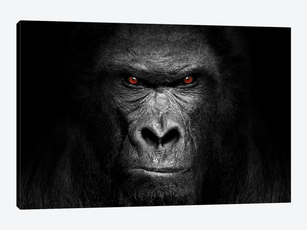 Gorilla Portrait by Adrian Vieriu 1-piece Canvas Print