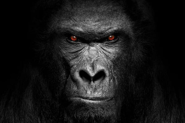 Gorillas: Gorilla Portrait by Adrian Vieriu
