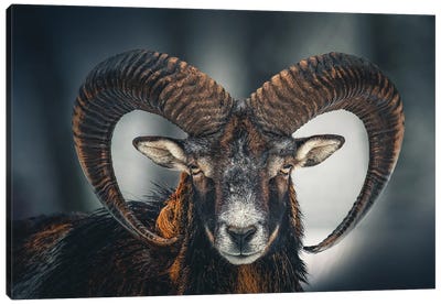 Ram Head Face Animal Canvas Art Print - Art Gifts for Him