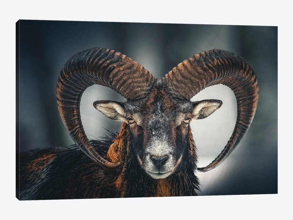 Ram Head Face Animal Art Print by Adrian Vieriu | iCanvas