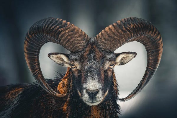 Office: Ram Head Face Animal by Adrian Vieriu