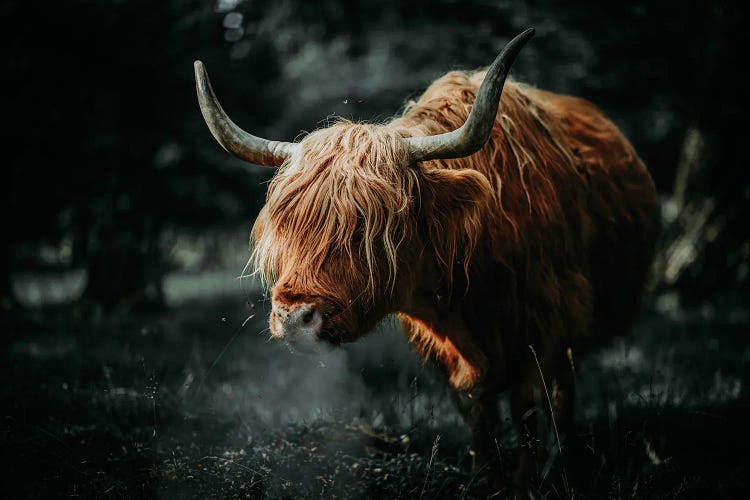 Scottish Cow Animal , Horns