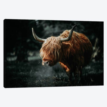 Scottish Cow Animal , Horns Canvas Print #AVU185} by Adrian Vieriu Canvas Print