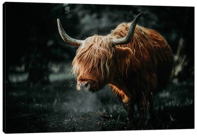 Scottish Cow Animal , Horns Canvas Art Print - Adrian Vieriu