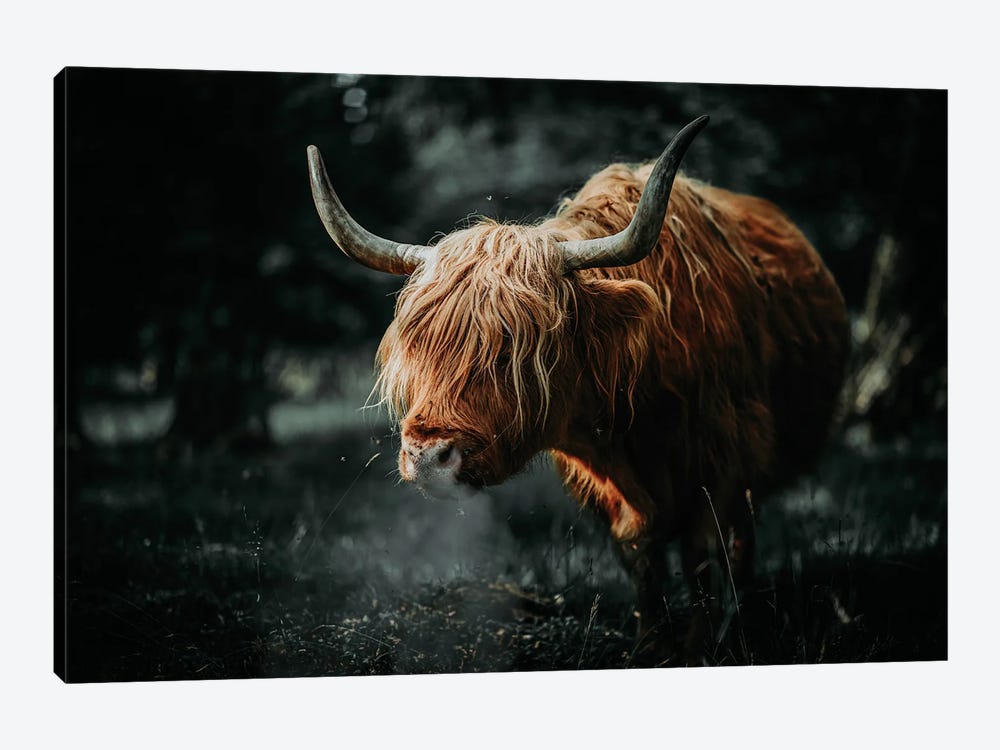 Scottish Cow Animal , Horns by Adrian Vieriu 1-piece Canvas Art Print